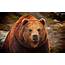 Grizzly Bear Backgrounds  Wallpaper Cave