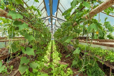 Cucumbers Growing In A Greenhouse On An Organic Farm Stock Image