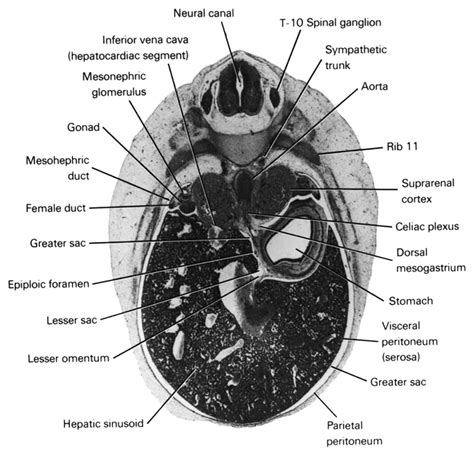 Atlas Of Human Embryos Figure 7 25 39
