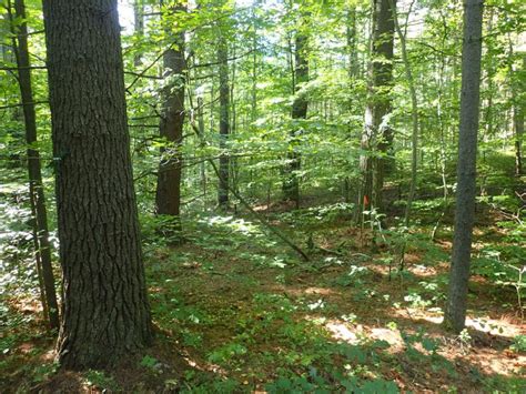 Appalachian Oak Pine Forest Guide New York Natural Heritage Program