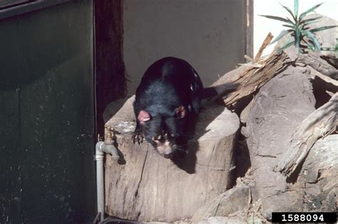Tasmanian Devil Sarcophilus Harrisii