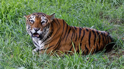 There Are 40 More Tigers In The World Than Previously Estimated Npr