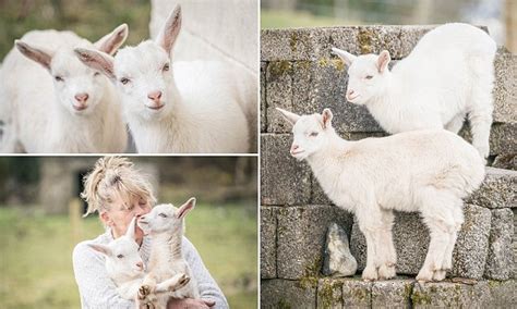 Nanny Goat Called Daisy Gives Birth To Rare Twin Sheep Goat Hybrid Geeps Daily Mail Online