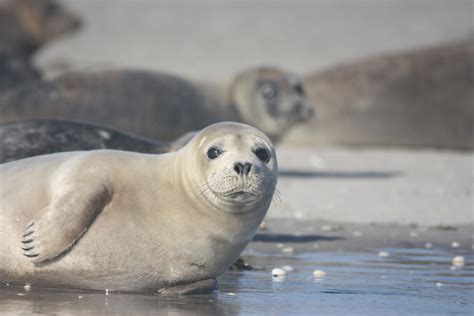 Mass Die Offs In Marine Mammals Are Accelerating And Climate Change