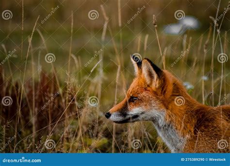 Majestic Red Fox Standing In A Lush Green Field Of Grass Stock Photo