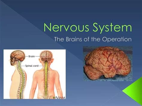 Ppt Nervous System Powerpoint Presentation Free Download Id5636996