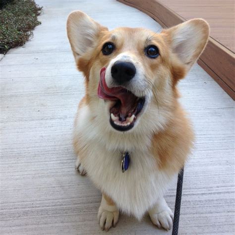 8 Awesome Things You Didnt Know About Corgis Fitdog