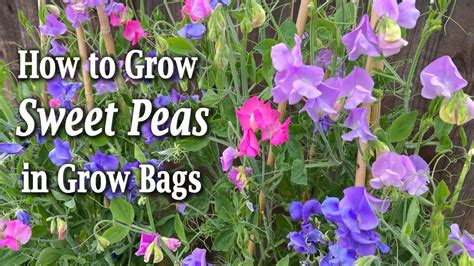 How To Grow Sweet Peas From Seed In Containers An Easy Planting Guide