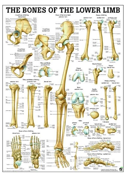 Bones Of The Lower Limb Poster Clinical Charts And Supplies