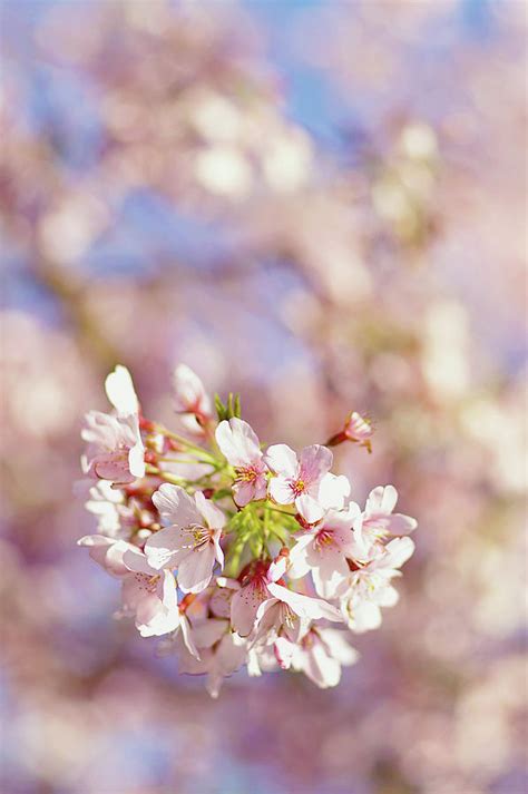 Sakura Pink Cherry Blossom Tree Photograph By Bonita Cooke