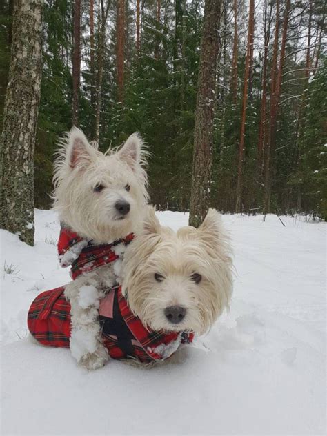 Two Red Plaid Dog Coats Christmas Dog Coats Westie Walk Etsy Tartan