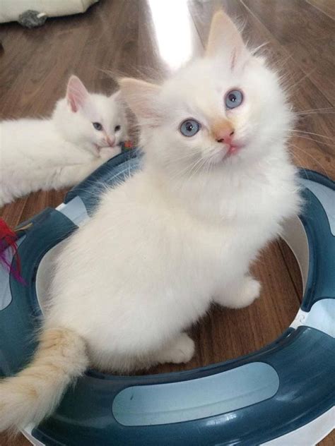 14 Best Flame Point Ragdoll Siamese Images On Pinterest Kitty Cats