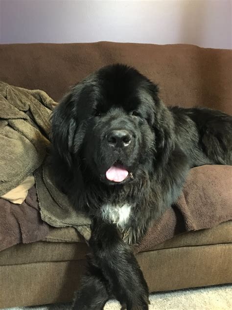 12 Most Difficult Emotions All Newfoundlands Go Through That Their