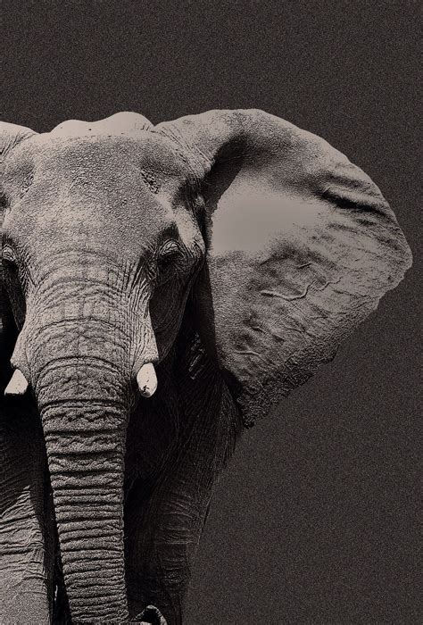 Dark Elephant Wallpapers Top Free Dark Elephant Backgrounds