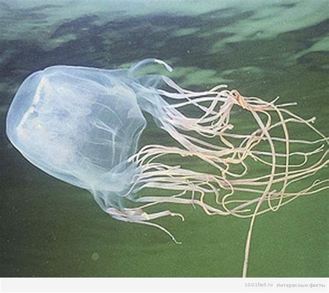 Морская оса несколько фактов о медузе Chironex Fleckeri Интересные Факты