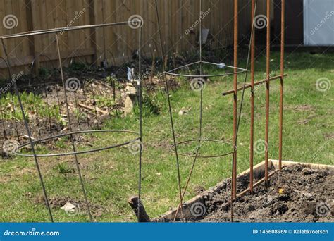 Raised Gardening Beds With Trellis And Tomato Cages In It Ready To Be