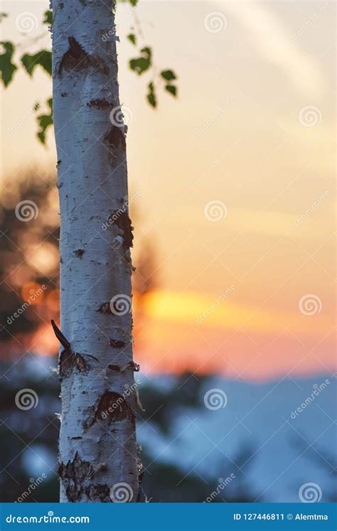 Awesome Birch Tree At Golden Hour Sunset Time Stock Image Image Of