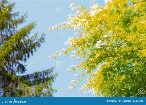 Green Japanese Maple Tree Leaves Rustling By Summer Wind Stock Photo