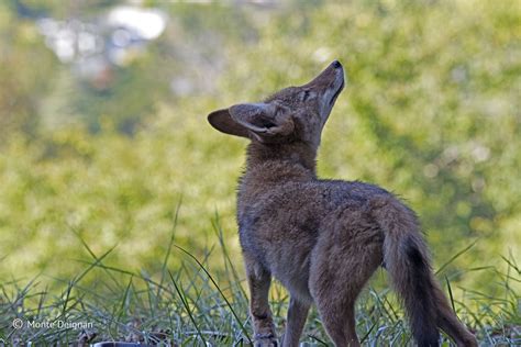 Urban Coyotes How To Keep Pets Safe Coyotes Wild And Rodents Nervous