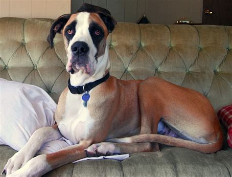 12 Horrifying Things You Didnt Want To Know About Great Danes