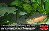 Interesting Facts About Electric Eels