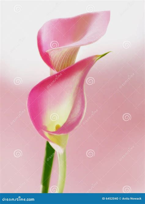 Pink Callas Stock Photo Image Of Breed Arum Duet Flowers 6452040