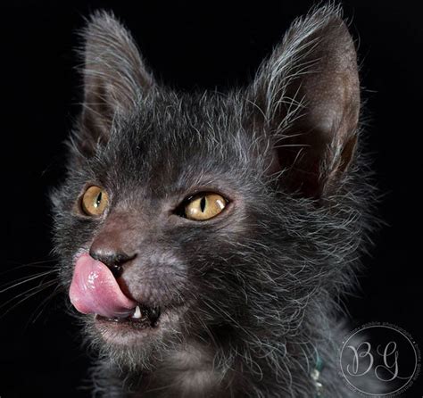 Lykoi Cats The Werewolf Cat Haft Cat Haft Wolf