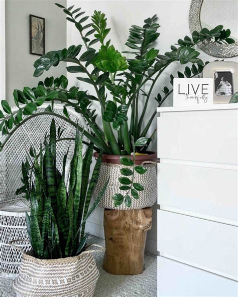 10 Unique Plant Decorating Ideas For Your Home My Tasteful Space