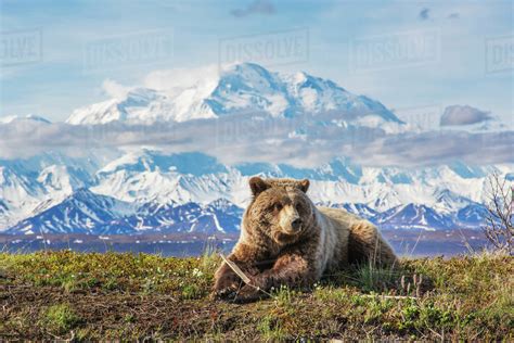 Young Grizzly Bear Rests Along The Spring Tundra In Front Of Mt