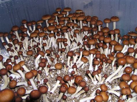Psilocybe Cubensis Mushroom Stuffed Mushrooms Growing Psychedelic