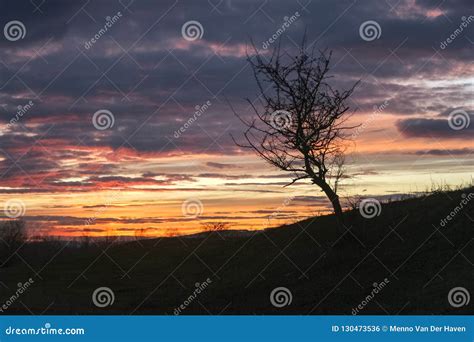 Lone Tree On A Hill At Sunset Stock Photo Image Of Cloud Peaceful