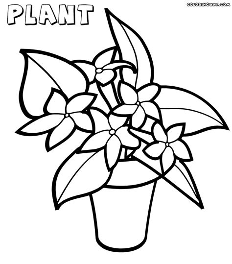 House Plant Drawing At Getdrawings Free Download