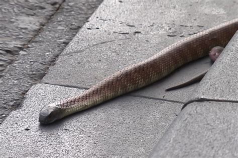 Venomous Tiger Snake Slithers Through Central Melbourne Abc News