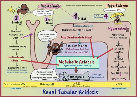 Renal Tubular Acidosis Types And Pathology Creative Med Doses