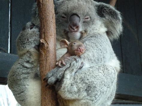 Baby Koala Peeking Out Of The Pouch For The First Time Rcaptivewildlife