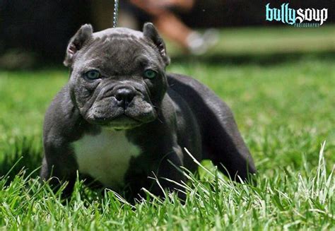 17 Best Images About I Love My Pit Bull On Pinterest