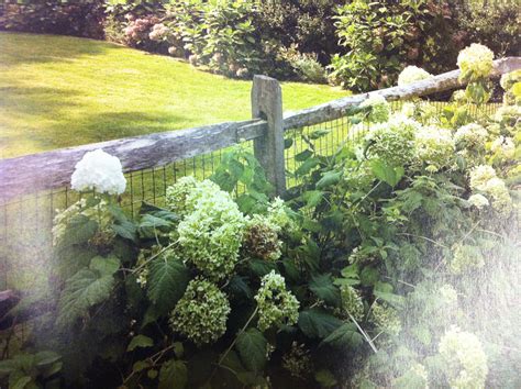 I've never built a fence, but i'm capable i'm sure. split rail fence and hydrangeas. NOTE: Animal fence does ...