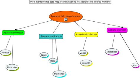 Las Etapas Del Ser Humano Explicacion En Mapa Concept Vrogue Co