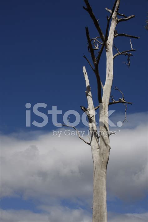 Lifeless Tree Stock Photo Royalty Free Freeimages