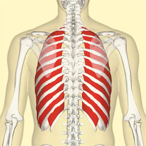 External Intercostal Muscles Wikiwand