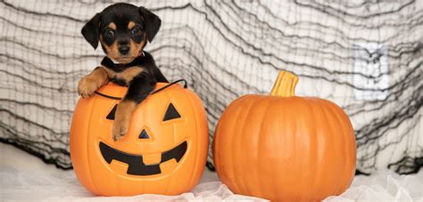 Your Guide To A Pet Safe Halloween Aspca