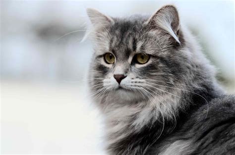 10 Best Russian Cat Breeds