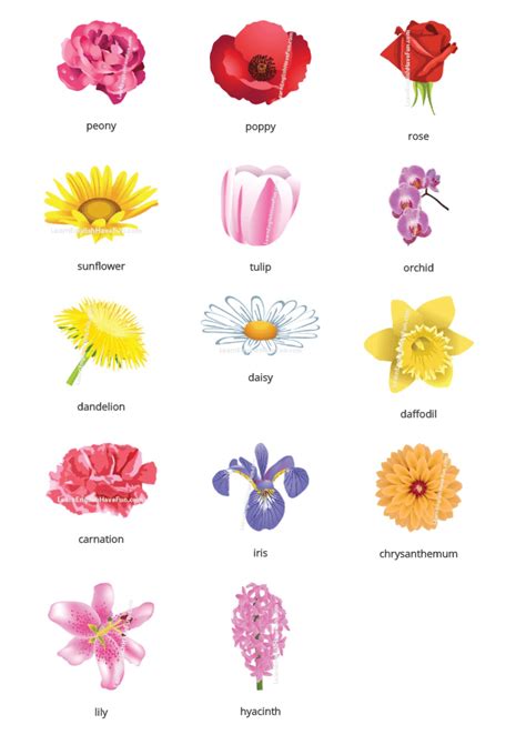 Flowers And Parts Of A Flower Vocabulary Pdf🌻
