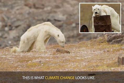 National Geographic Admits No Evidence Starving Polar Bear In Viral