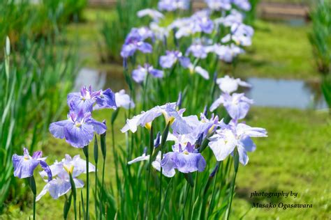 Purple Iris Flowers Japanese Irises In Early Summer Masako