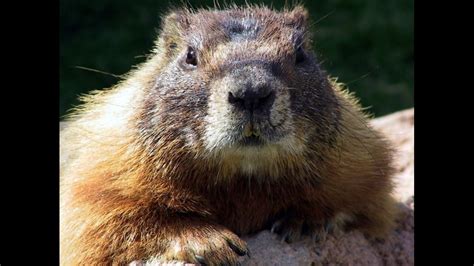 10 fun facts to know about Groundhog Day | 10tv.com