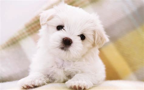 Cute Puppy Hd Images Pixelstalknet