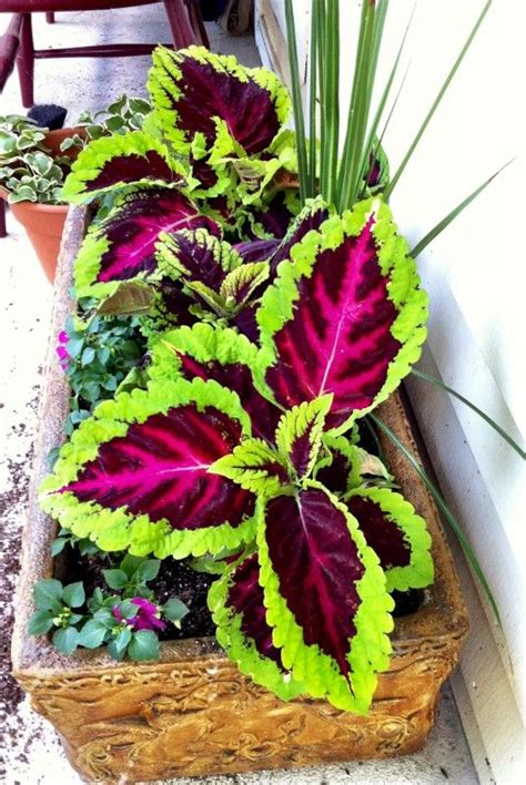 Annuals that like partial shade. Kong Coleus... perfect for partial shade. I love coleus ...