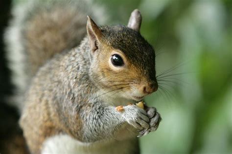 Squirrels Diet Habits And Other Facts Live Science
