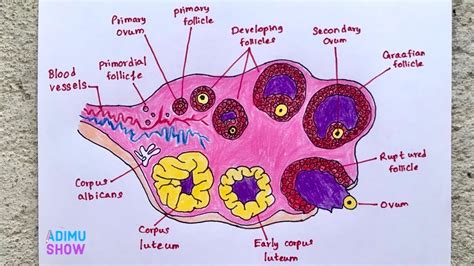 How To Draw Diagrammatic Section Of Ovary Ovarian Cycle Youtube